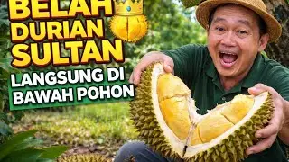 BELAH DURIAN SULTAN SUPERTEMBAGA 🍈 Langsung di Bawah Pohon, Isinya GILA