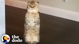 This Kitten Looks Like An Alien When He Stands | The Dodo