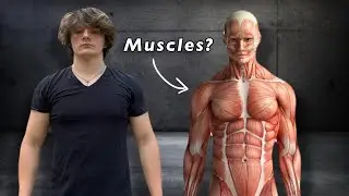 EVERY Major Muscle Group To Train!