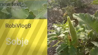 House Vegetable Vandi Begun