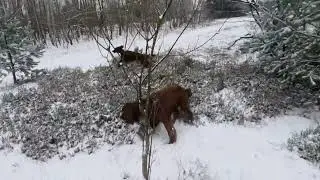 Irish setters in snow... setery w śniegu...