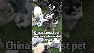 Best pet supplies pt.1😍 #perte #pet #dog #cat #viral #video #ch #china #sourcing #business #money