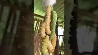 Eri Silk Worm 🐛 #erisilk