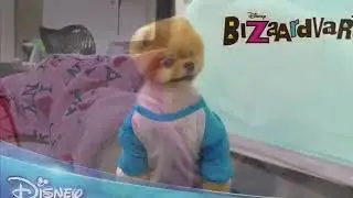 Jiff Pom