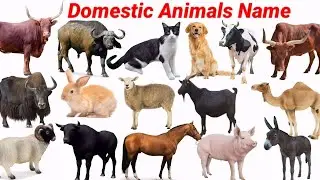 Domestic Animals Name For Nursery Students | Animals Video Cow, Cat, Dog, Yak | Cow Videos | #cow ||