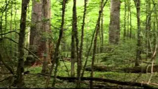 Pra&scaron;nik, old-growth oak forest