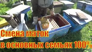 КАК ПОМЕНЯТЬ ПЧЕЛИННЫХ МАТОК В ОСНОВНЫХ ПЧЕЛОСЕМЬЯХ НА МОЛОДЫЕ ЧЕРЕЗ НУКЛЕУС.