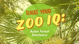 Raise Your Zoo IQ: Asian Forest Sanctuary