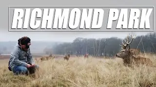 🇬🇧 RICHMOND PARK, el parque de LONDRES dónde hay CIERVOS SALVAJES 🦌 | ¿COMO LLEGAR?