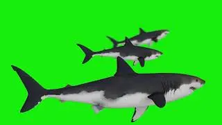 (Free video) GREAT WHITE SHARKS Green Screen Chromakey