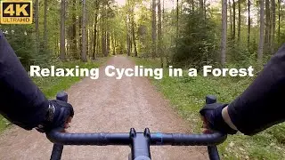 4K Cycling in a Forest | Sounds of Nature