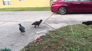 Vultures bandalize American flag in thanksgiving 2025 warning of the Washington terror attack today 