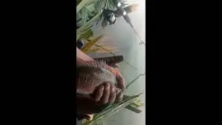 kakap merah spot pingiran