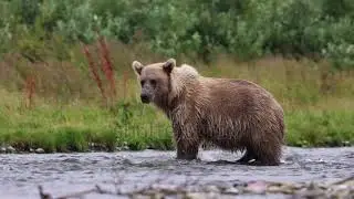 Wildlife photography 