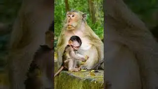 Cute Baby Monkey - Most Smart Baby Monkey In The  World