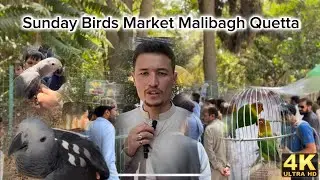 Sunday birds market Mali Bagh Quetta |03/09/2023|#exoticbirds|#lovebirds|#hassanjaffaryvlogs#viral