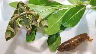 OLEANDER HAWK-MOTH - from pupa to metamorphosis to adult, Singapore