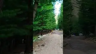 Kumrat Valley Forest Part 3 #nature #torontolife #travel #unfrezzmyaccount #dirupper