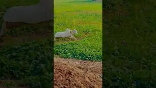 New Suhaga Bail Race #desibulls #bull #desihorserace #pakistanibullrace #desikhail #as #newbullrace