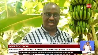 New technology to enhance banana production