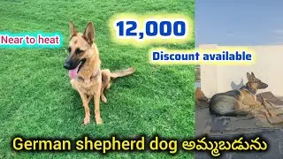 Good quality german shepherd dog for sale in telugu/9391611675/BGS pets 