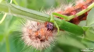 INSECT, SPIDER, BUTTERFLY. 