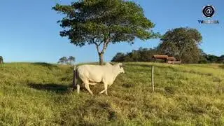 LOTE 8 IJCL 65