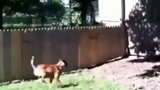 MAN PROUDLY FILMS THE FENCE HE BUILD TO KEEP HIS DOG IN THE YARD  WAIT FOR IT