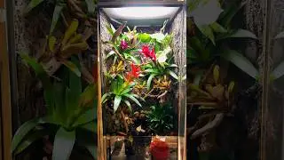Red eyed tree frog vivarium part 2 🐸#frog #vivarium #treefrog #reptiles