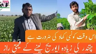 چقندر کی 1600من پیدوار کیسے ممکن بنائیں ۔