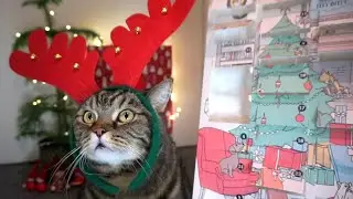 Рождественский календарь для кота 2020; Advent Calendar For Cat 2020