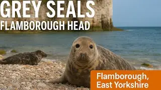 Grey Seals and Coastal Views | Flamborough Head East Yorkshire