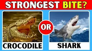 How good is your knowledge of sea animals? | General Knowledge Trivia Quiz