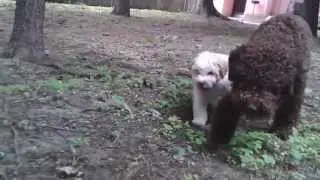 Solipse Angelina and Solipse Amore Mio - 7wks