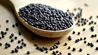 Mustard Plants and Their Significance in the Bible