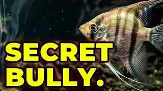 Top 5 Peaceful Fish You&rsquo;ll REGRET Buying! Big MISTAKE!