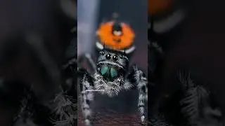 I don't do anything but film amazing animals! #tarantula #spider #jumpingspider