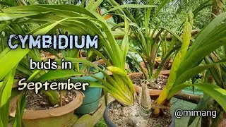 Cymbidium Buds in September / Mimang Vlog //