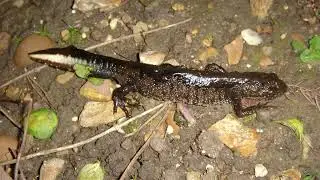 Cambridge Nature Festival: The Amphibians of Cambridgeshire
