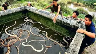 Brave Hunter Rescues 100 Dragon Snakes Trapped in Water Tank