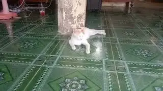 Cute Khmer Cat 2022