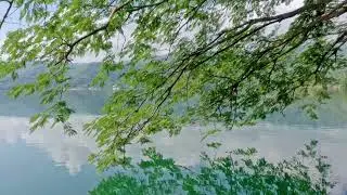 Let Go of Worry: Calm Lake & Green Trees for Stress Relief and Letting Go of the Past