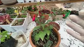 Küpeli /Fuchsia Çiçeği Meğer Nasıl Bakılmalıymış !!!👩‍🌾✅@sukulentruyas