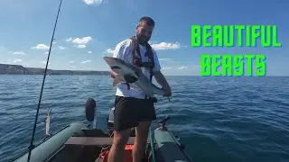 SHARK Fishing Cornwall | Tope | Sharks 