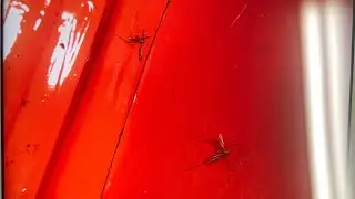 Big Freakin Bugs in the Clearcoat! 🤬 - C6/C8 Corvette Hack