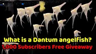 WHAT IS A DANTUM ANGELFISH + 1,000 SUBSCRIBERS FREE GIVEAWAY!!!