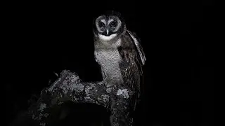 Brown Wood Owl Call : Lansdowne (Uttarakhand)