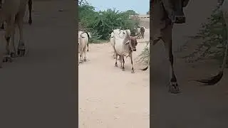 #cow #animalclips