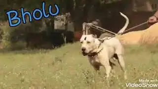 Bholu bully dog
