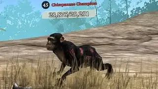 The Wolf - Chimpanzee Champion 🏆